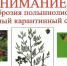 Карантинный сорняк - амброзия полыннолистная! - Администрация г.п. Лабинска